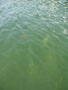 goldfish in the lake.jpg